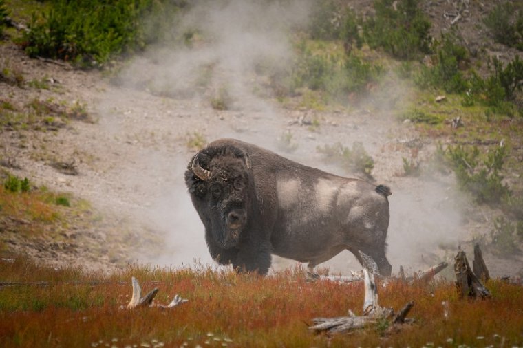 029 Yellowstone NP, bizon.jpg